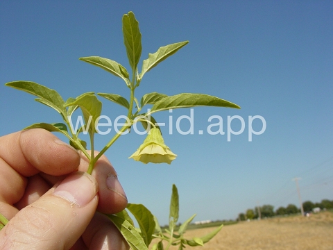 groundcherry, longleaf